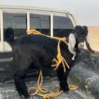تيس ذبيحه للبيع