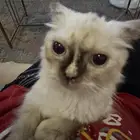 قط هيمالايا لقيته ضايع