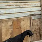 تيس عارضي جذع ماسيم