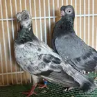 جوز كوري منتج معه فرخ