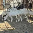 ضان رفيديات صنف