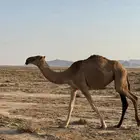 بكره حقه شعلا
