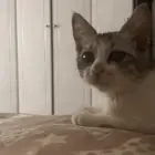 بسه للتبني ( مخافه الله فيها )