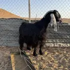 عنز عارضية كفو