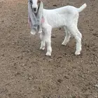 جفره داغور هولنديه