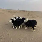 رخال نجد