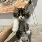 قطط للبيع شيرازي