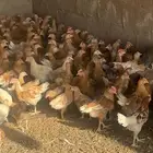صوص تركي