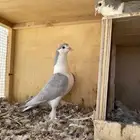 ثلاث اجواز حمام جوز شيرازي و جوزين رقاصي