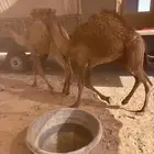 قعدان