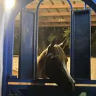 حصان شعبي حار تربيع خطوه مسار العمر 4 سنه