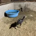 دجاج بكستاني