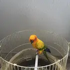 صن كنيور اليف