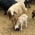 نعيميه معه رخل للبيع