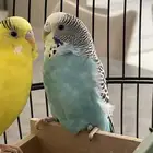 تبني الحيوانات