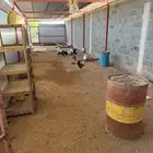 دجاج فيومي بياض وديوك ومعة نوع ثاني بلدي ماهو واج ومعة ديوك