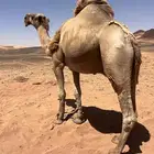 جمل اشعل طيب