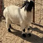 طلي نعيمي تم البيع