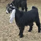 جفار عوارض