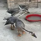 4 بطات كوبرا عراقي