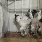 ديوك براهما