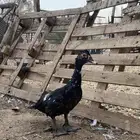 بط مصري للبيع