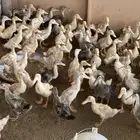 صوص بط بكيني