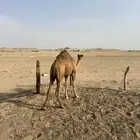 بكره للبيع