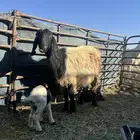 عنز متوم للبيع