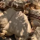 تمر اكياس للحلال