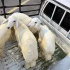 أربع رخال