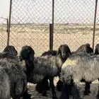 تم البيع