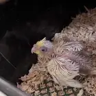 فرخ كروان للتبني