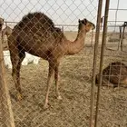 قعود للبيع