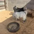 تيوس5 شهور