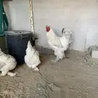 تم البيع