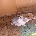 ارنب انثى للبيع