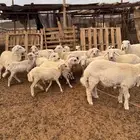 بهم حري ورفيدي