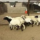 12 ضان دفع كفو للبيع