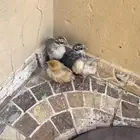 صيصن للبيع ا