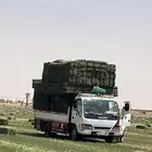 برسيم صافي