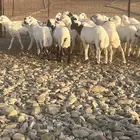 طليان ورخال رفيده