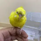 للبيع طير بادجي هوقو اليف