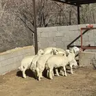 طليان نظيفه