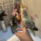 كروان أليف هدد للبيع