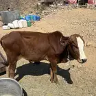 حسيل لباني للبيع