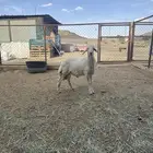 خروف