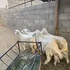 خرفان صفر نجران بلديات