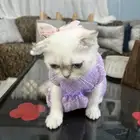 قطط قط كيتن سكوتش فولد شورت هير انثى جميله لعوبه مستوى عالي