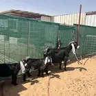 عنز عارضيه متبع ب جفرتين
